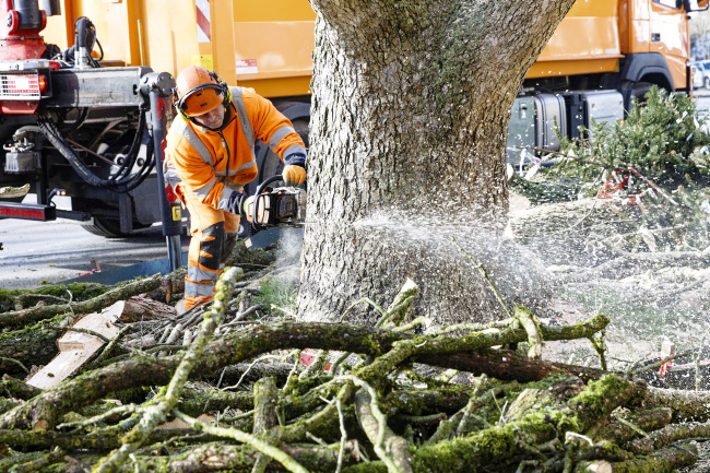 F&auml;llung Baumhasel Hohenstaufenallee